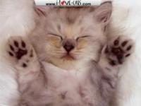 cat planet