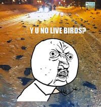 "Y U NO" Guy