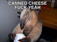 I'm an Anteater!!!
