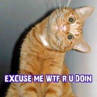 LOLcats