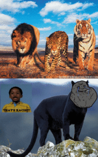 That's Racist!