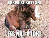 Surprise Buttsecks