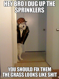 Scumbag Steve