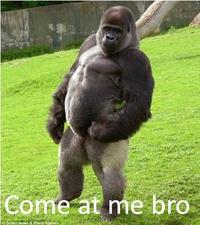 COME AT ME BRO