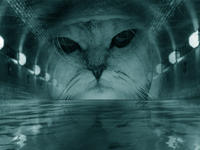 Limecat