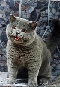 Happy Cat