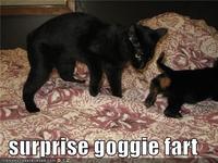 LOLcats