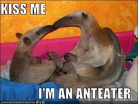 I'm an Anteater!!!