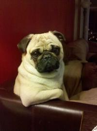 Cool Dog