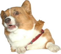 Surprised Corgi