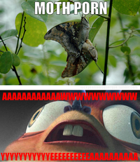 Aww Yea Guy