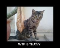 LOLcats