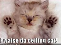 Ceiling Cat