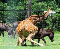 Man-Giraffe-Dog