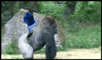 Diouf Trips