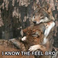 I Know That Feel Bro