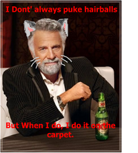 The Most Interesting Cat in the World