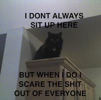The Most Interesting Cat in the World