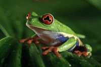 Hypnotoad
