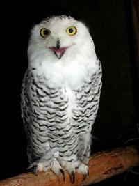 O RLY?