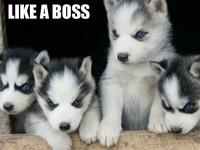 Like A Boss