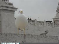 Forced Perspective