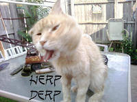 LOLcats