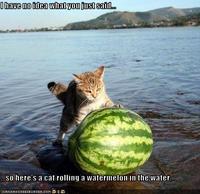 LOLcats