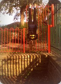 Batmanning