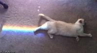 Nyan Cat / Pop Tart Cat