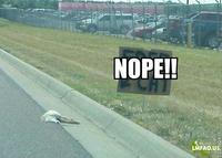 Nope! Chuck Testa