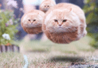 LOLcats