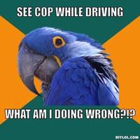 Paranoid Parrot