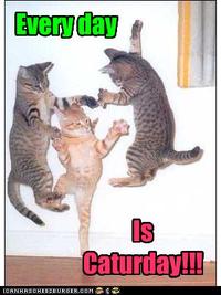 Caturday