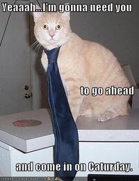 Caturday