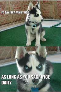 Insanity Puppy