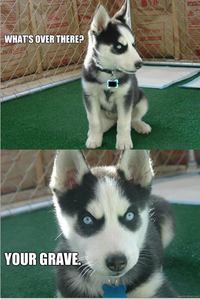 Insanity Puppy