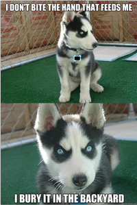 Insanity Puppy