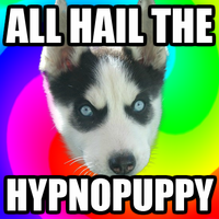 Insanity Puppy