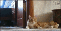LOLcats