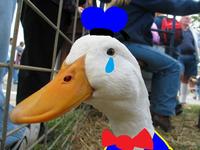 Dolan