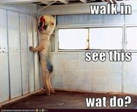 Wat Do?