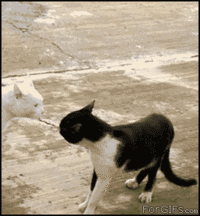 Standing Cat