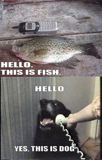 Yes, This is Dog