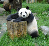 Pickup Line Panda