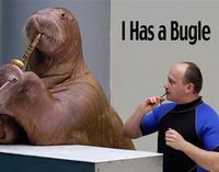 walrus-bugle-lg.jpg