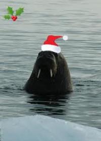 walrus.jpg