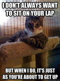 The Most Interesting Cat in the World