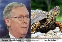 Totally Looks Like / Separated At Birth