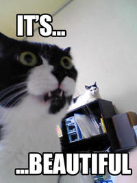 LOLcats
